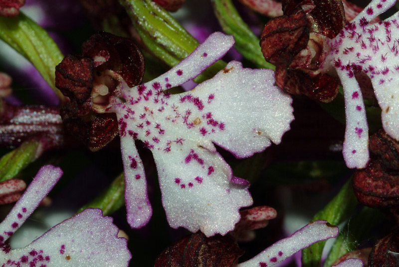 Orchis purpurea